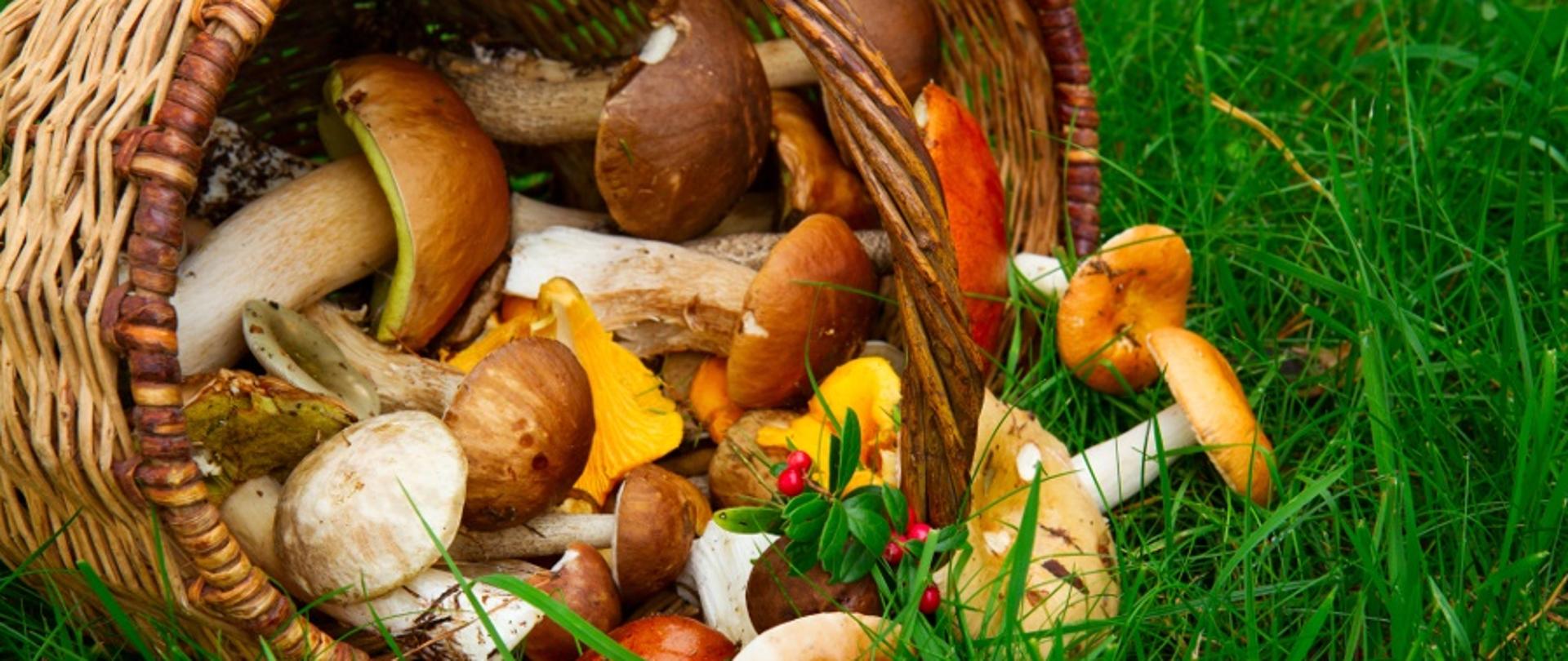 grzyby