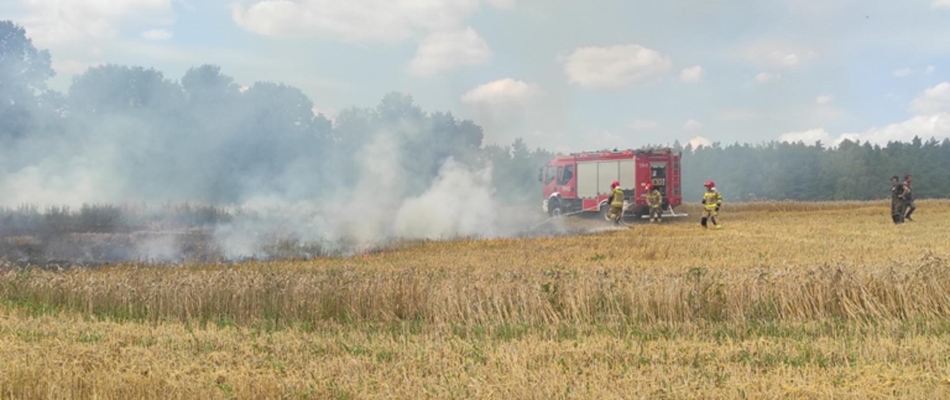 Strażacy gaszą palące się rżysko i zboże na pniu. 