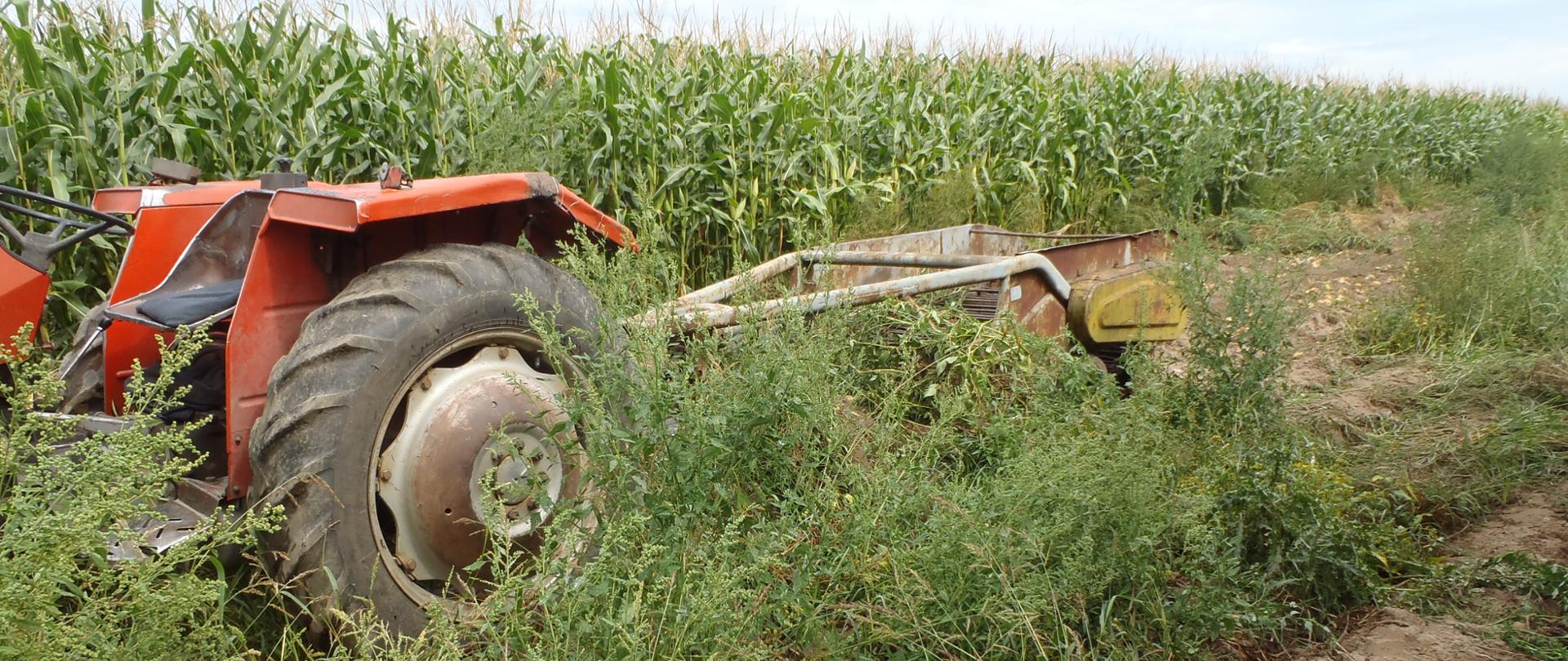 Traktor z maszyna do zbierania ziemniaków w trakcie zbiorów. 