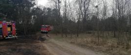 Na zdjęciu widać spalony las. Przed lasem pojazdy ratowniczo-gaśnicze. Pora dnia-dzień. Zachmurzenie duże. Piaskowa droga, dukt leśny.