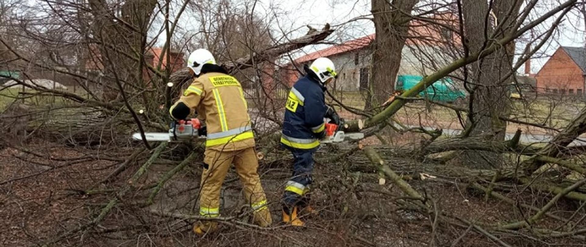 Zdjęcie przedstawia strażaków, którzy piłami mechanicznymi tną powalone drzewo. 