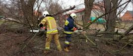 Zdjęcie przedstawia strażaków, którzy piłami mechanicznymi tną powalone drzewo. 