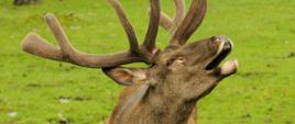 Na zdjęciu widoczna jest głowa ryczącego marala o okazałym porożu, w tle zielona trawa.