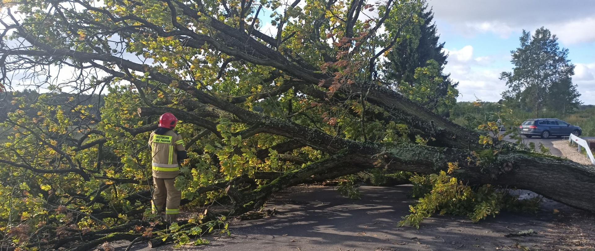 Zdjęcie przedstawia strażaka stojącego przy wywróconym dębie