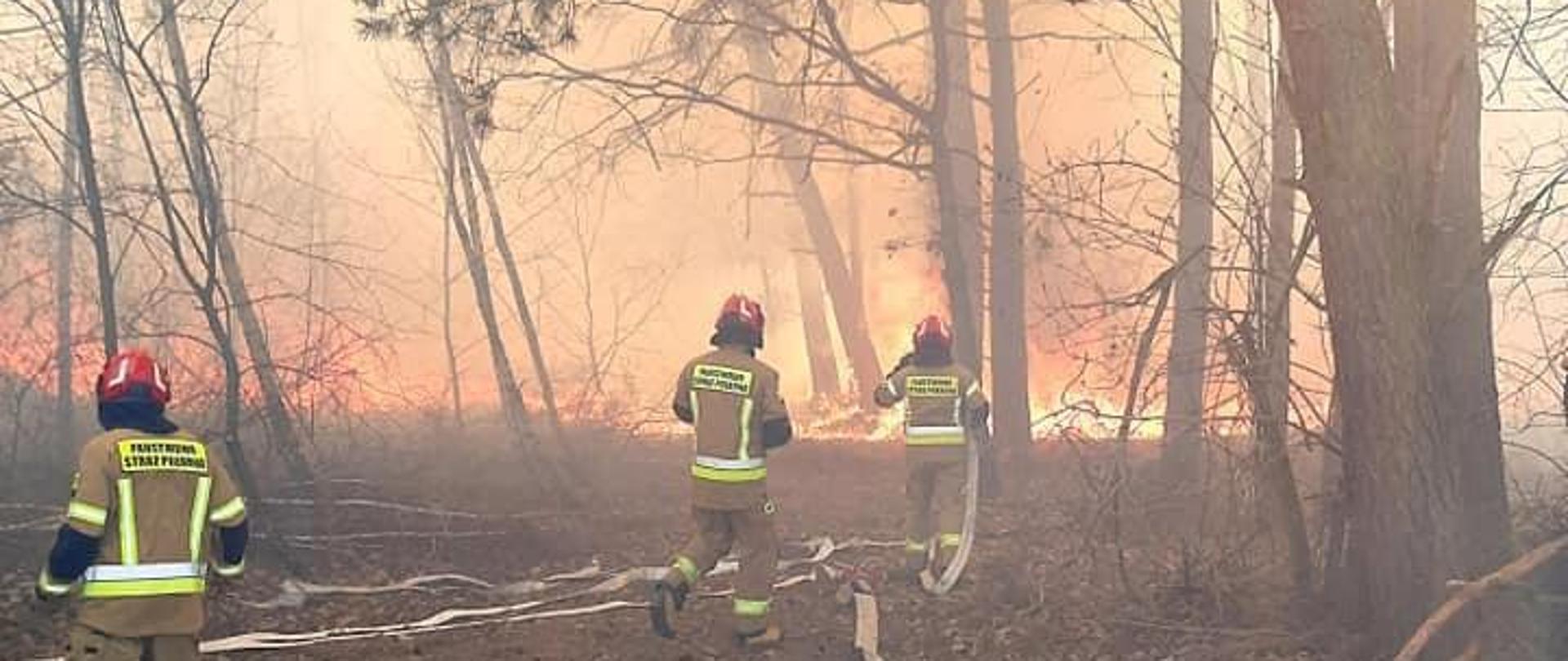 Pożar lasu w pełni rozwinięty. Pali się poszycie, które przechodzi w pożar wierzchołkowy. Trzech ratowników JOP przed forntem pożaru ustawia stanowisko do podania prądów wody w natarciu.