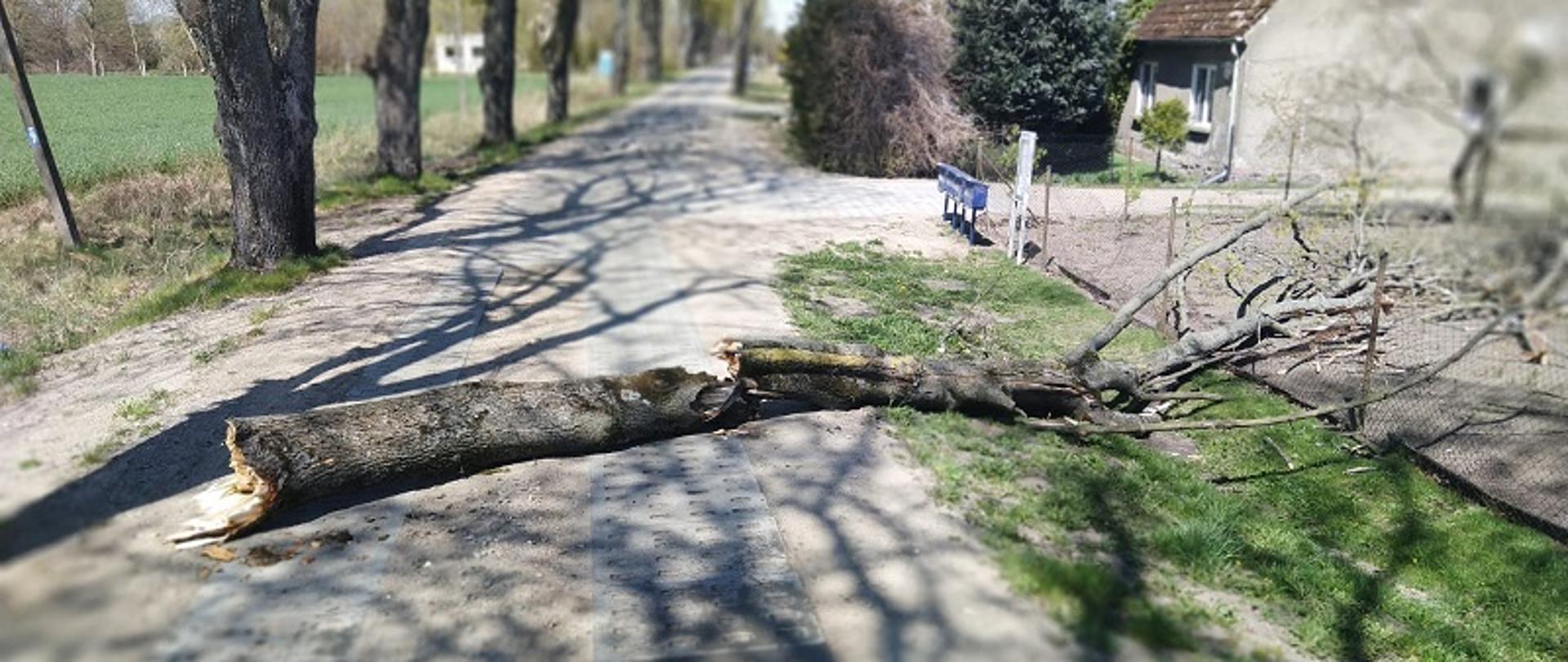 Zdjęcie przedstawia powalone na drogę i częściowo ogrodzenie domostwa drzewo. Po prawej stronie budynek mieszkalny