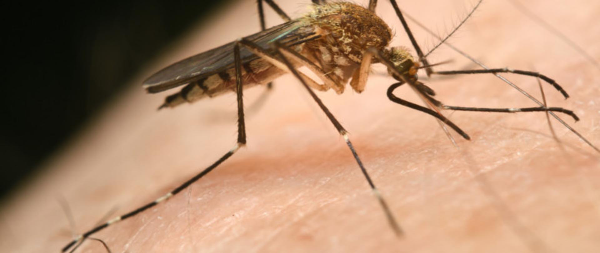 na zdjęciu widoczny w dużym przybliżeniu komar siedzący na ciele człowieka