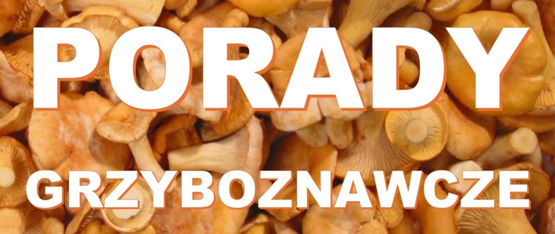 Porady grzyboznawcze