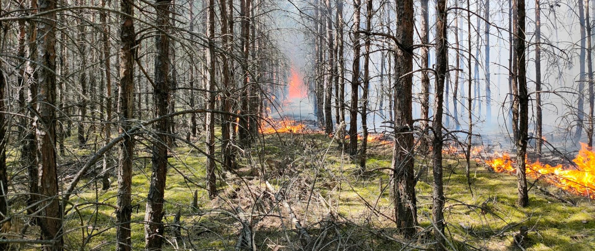 Widok lasu (młodnik sosnowy). Po prawej stronie paląca się pokrywa gleby natomiast w oddali z przodu wysokie płomienie.
