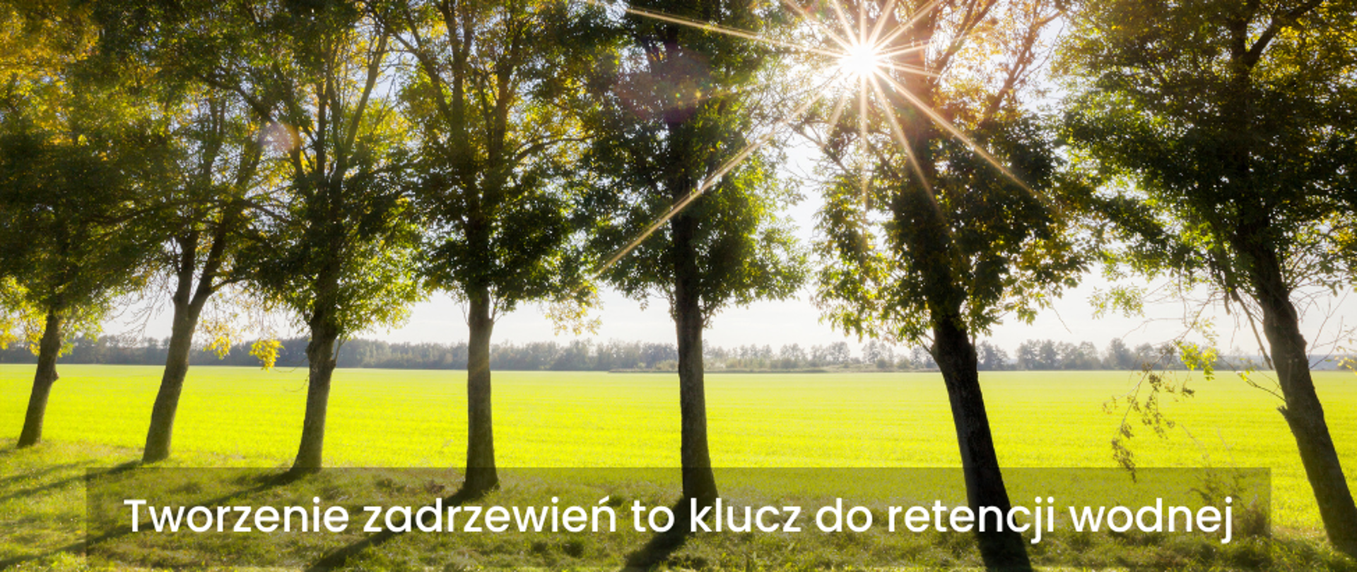 zadrzewienia śródpolne