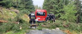 Zdjęcie przedstawia strażaków podczas ćwiczeń, którzy usuwają złamane drzewo na drodze dojazdu do pozorowanego pożaru. 