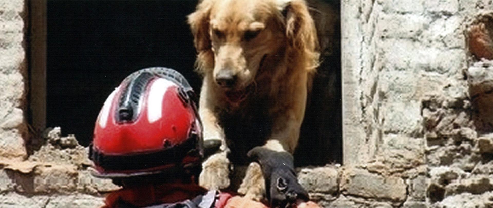 Strażak stojący tyłem oraz pies w obiekcie.