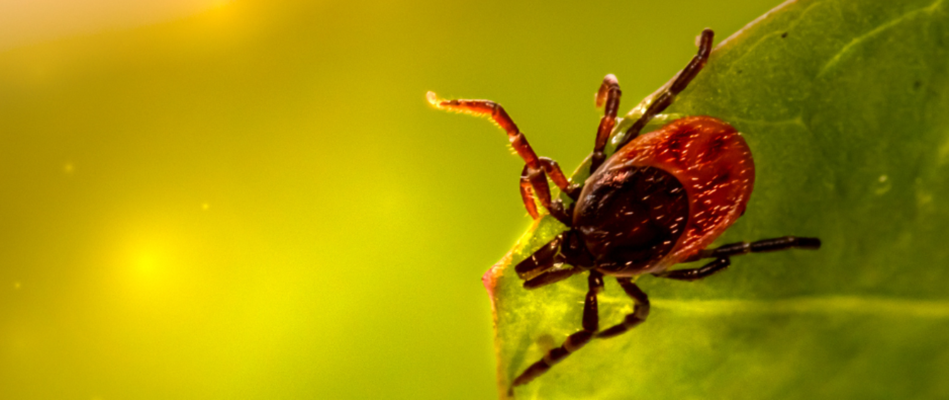 Zdjęcie przedstawia kleszcza na liściu 