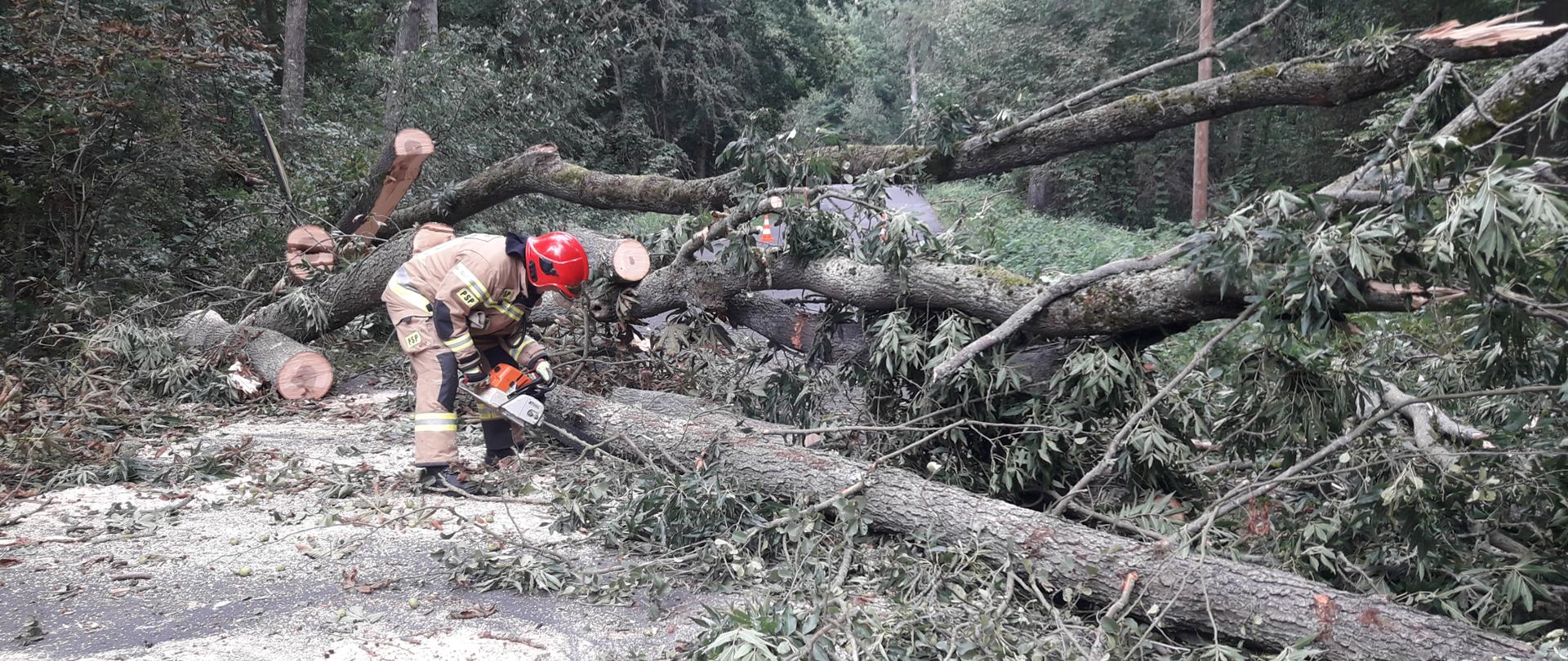 Strażak z wolsztyńskiej jednostki, przy użyciu pilarki spalinowej usuwa ogromne drzewo które spadło na drogę.