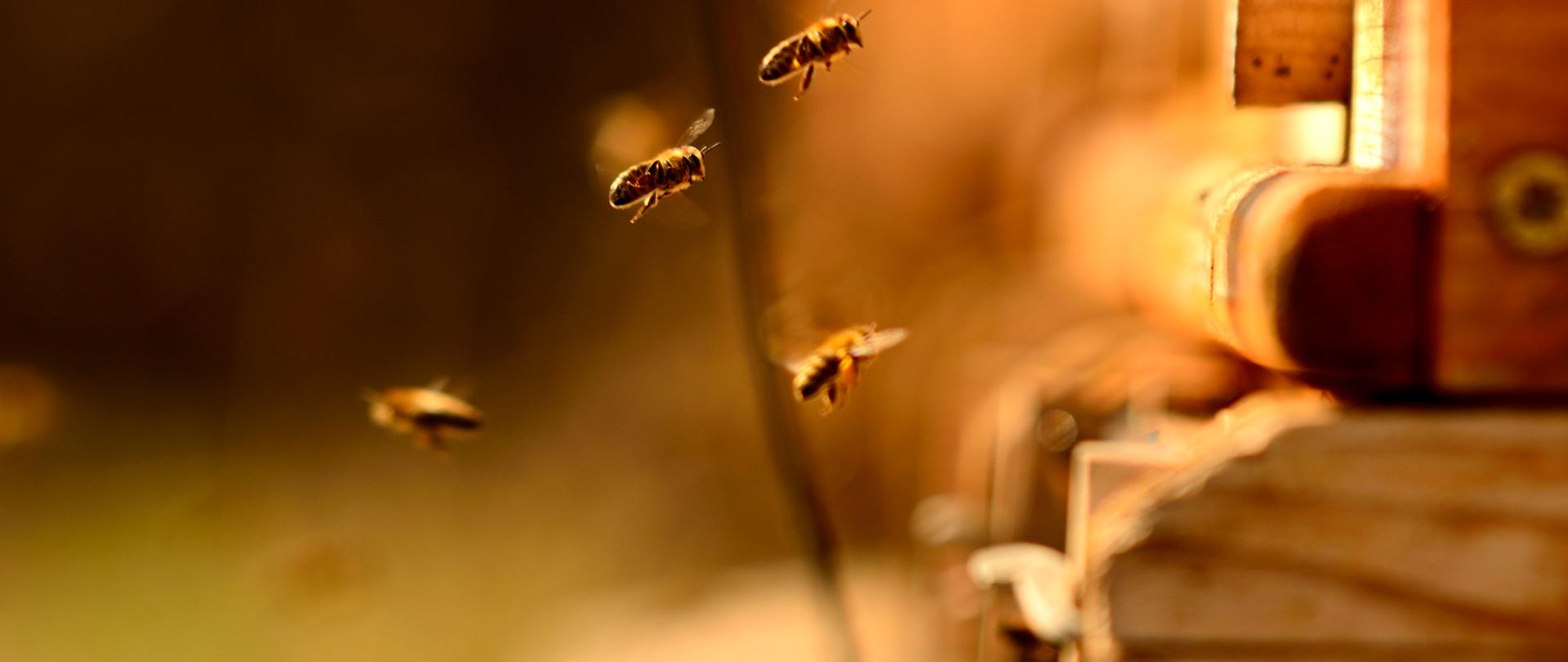 Bee stocks in Spring