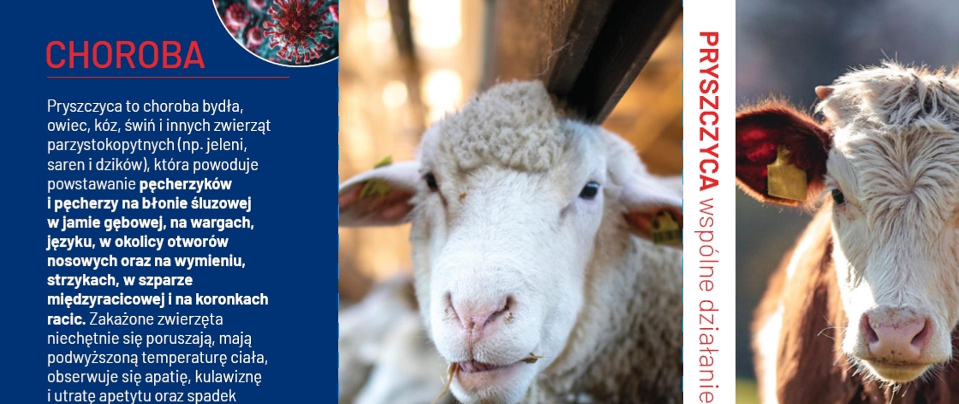 Grafika przedstawia ulotkę dotyczącą pryszczycy. Na ulotce znajdują się zwierzęta parzystokopytne, które narażone są na zakażenie pryszczycą.
Po lewej stronie znajduje się krótki opis choroby