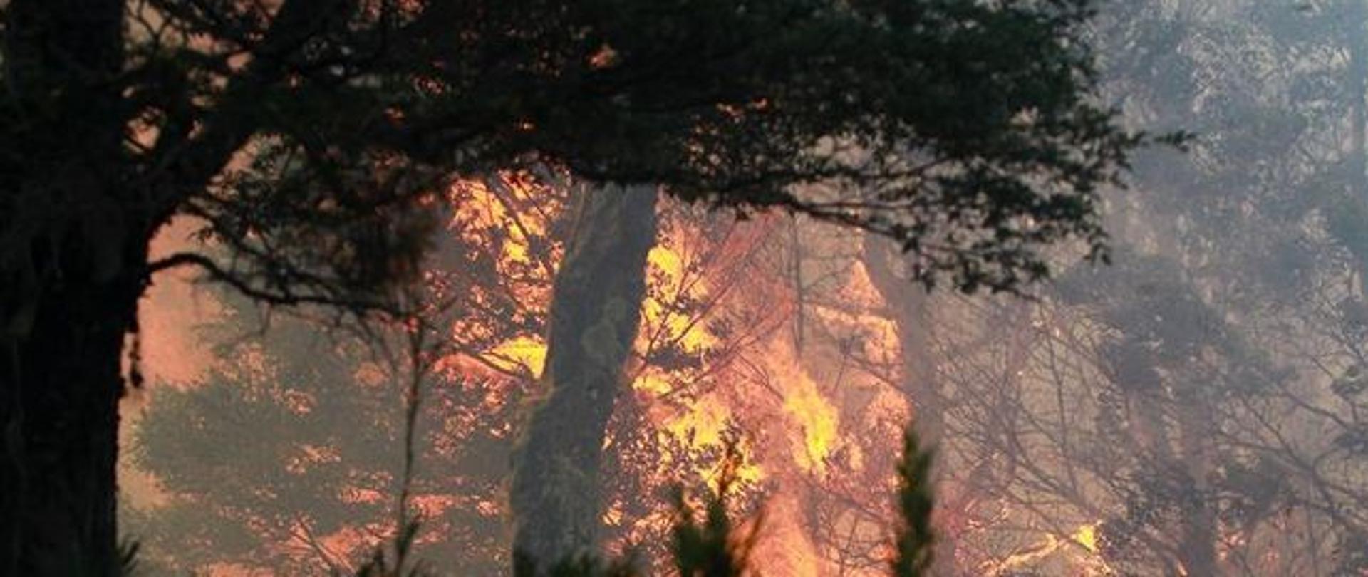 Pożar na południu Chile