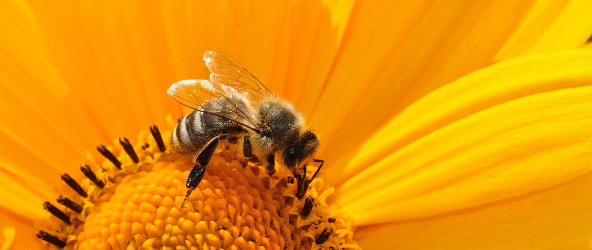 Pszczoła