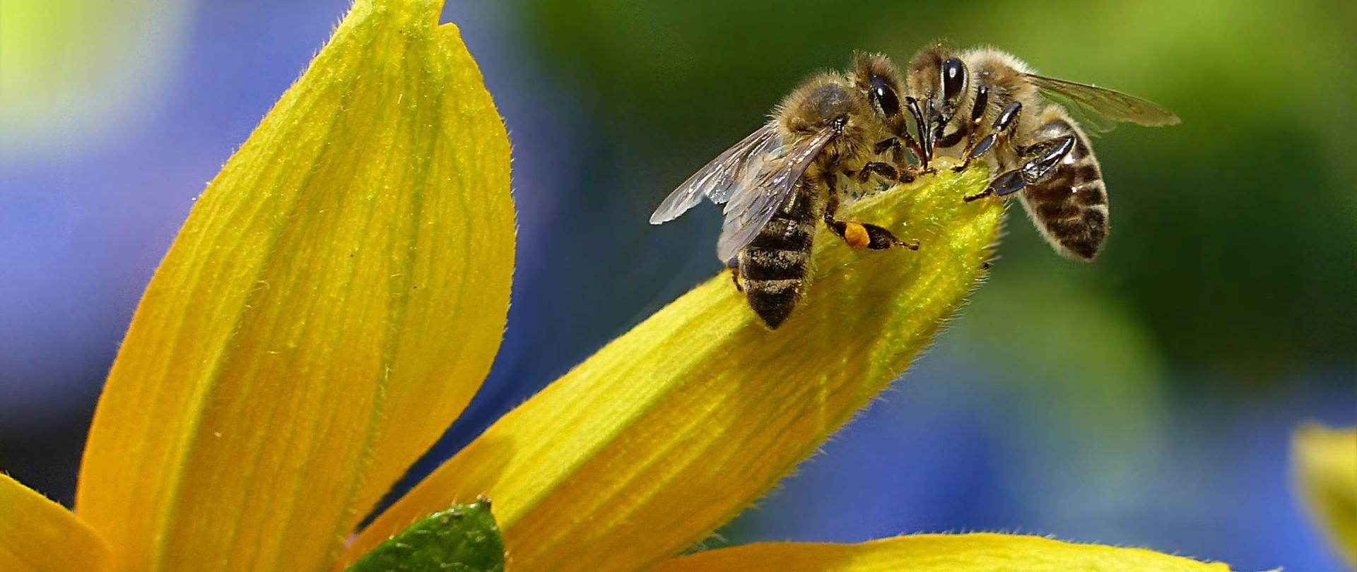 Pszczoły na słoneczniku
