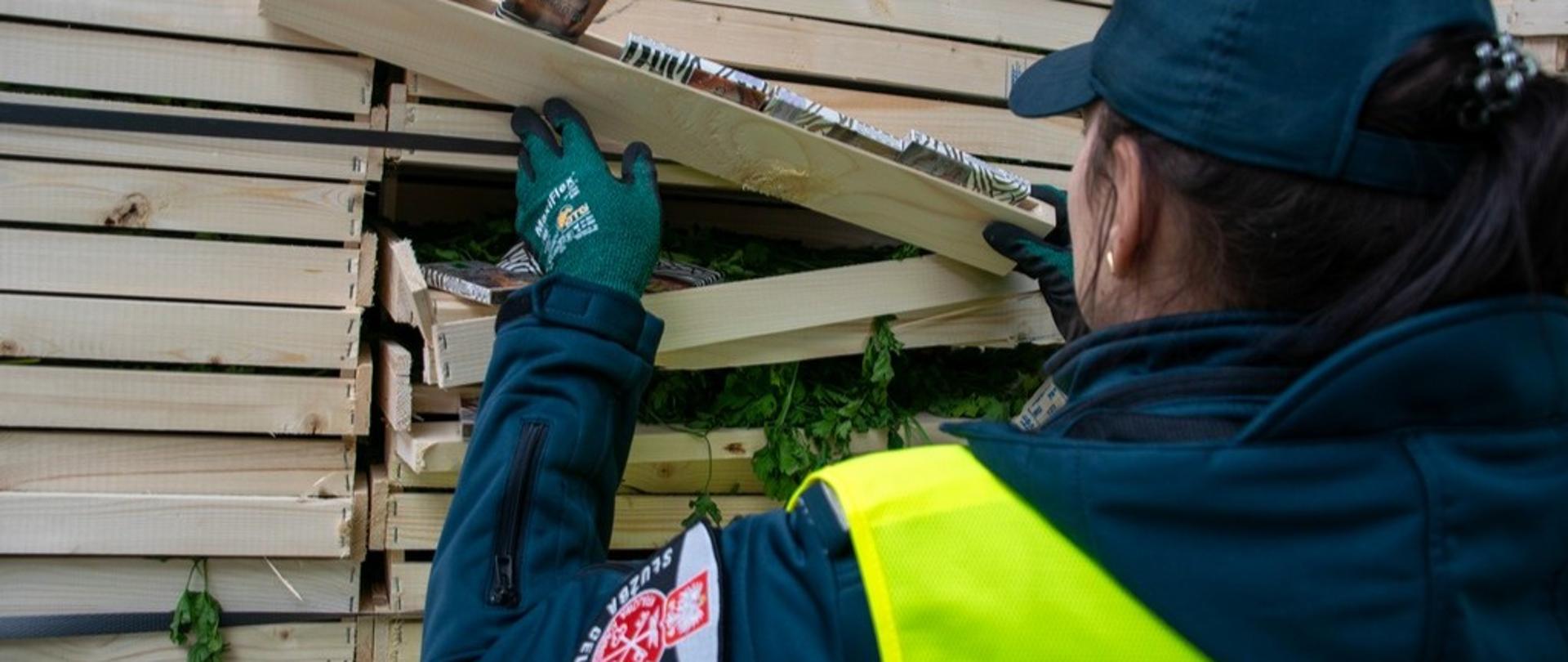 Funkcjonariuszka Służby Celno-Skarbowej podczas sprawdzania przewożonego towaru, między deskami paczki papierosów i pietruszka.