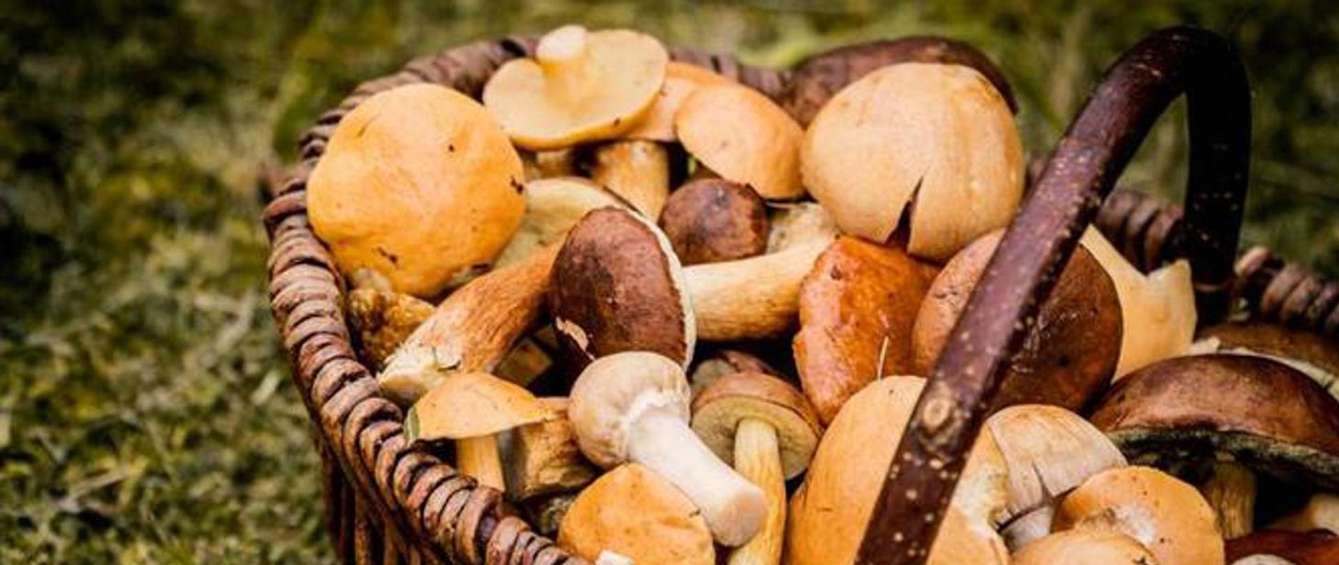 Bezpieczne grzybobranie