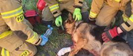 Zdjęcie przedstawia strażaków udzielających pomocy rannemu zwierzęciu.