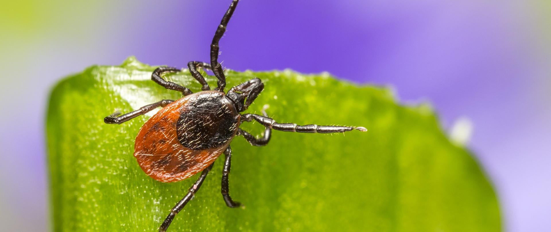 Kleszcz na szczycie łodygi