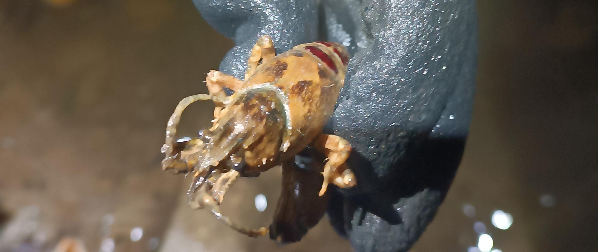 Fragment ręki ludzkiej w rękawiczce trzymającej raka