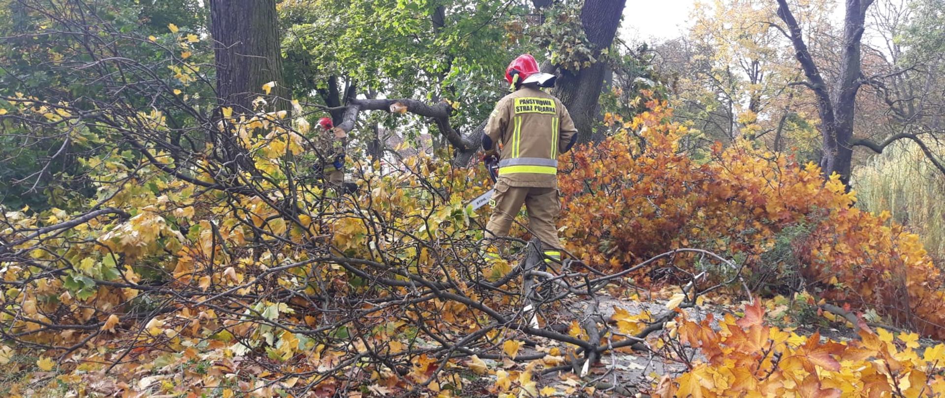 WICHURA NAD POWIATEM KOŚCIAŃSKIM. Na zdjęciu widać ścieżkę, po obu stronach drzewa, jedno z drzew przewrócone, leży na ścieżce, strażak piłą tnie na kawałki drzewo.