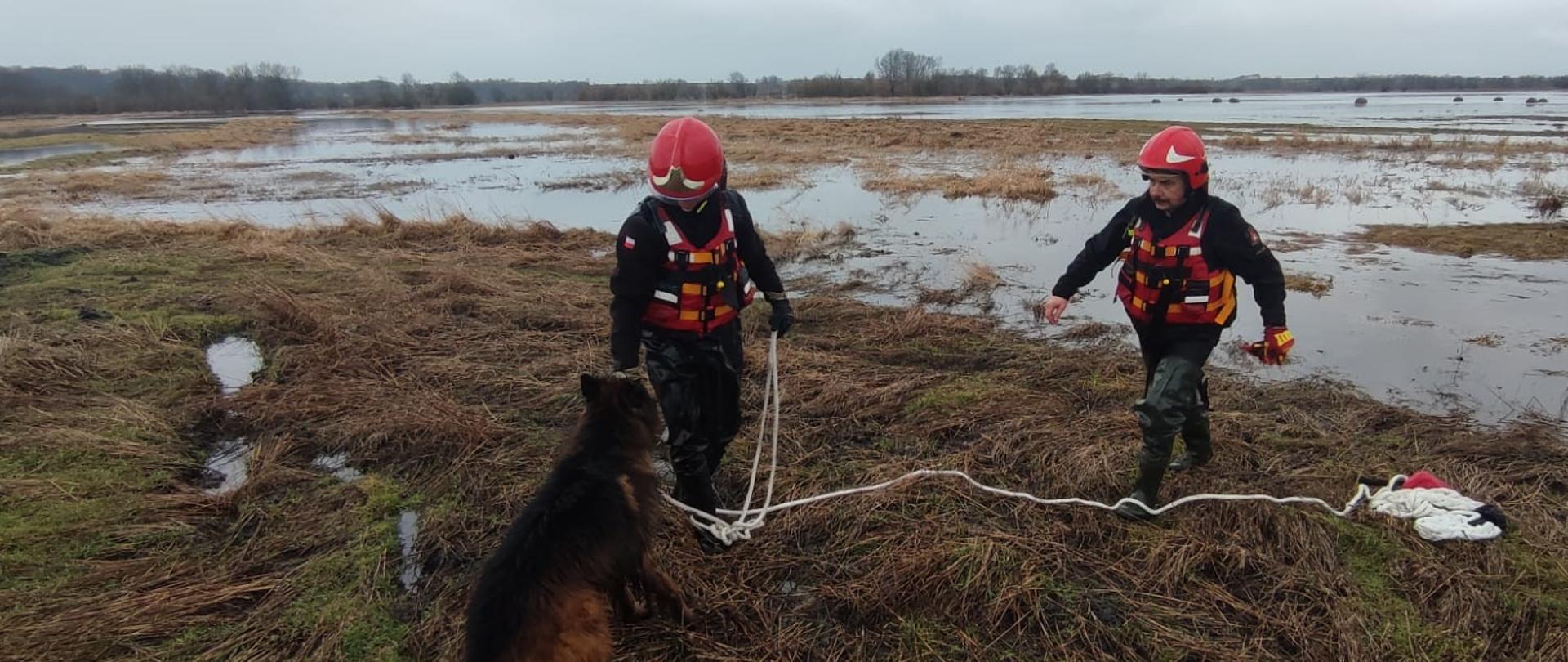Dwóch strażaków na lądzie wraz z psem na lince. W tle zalane nieużytki rolne