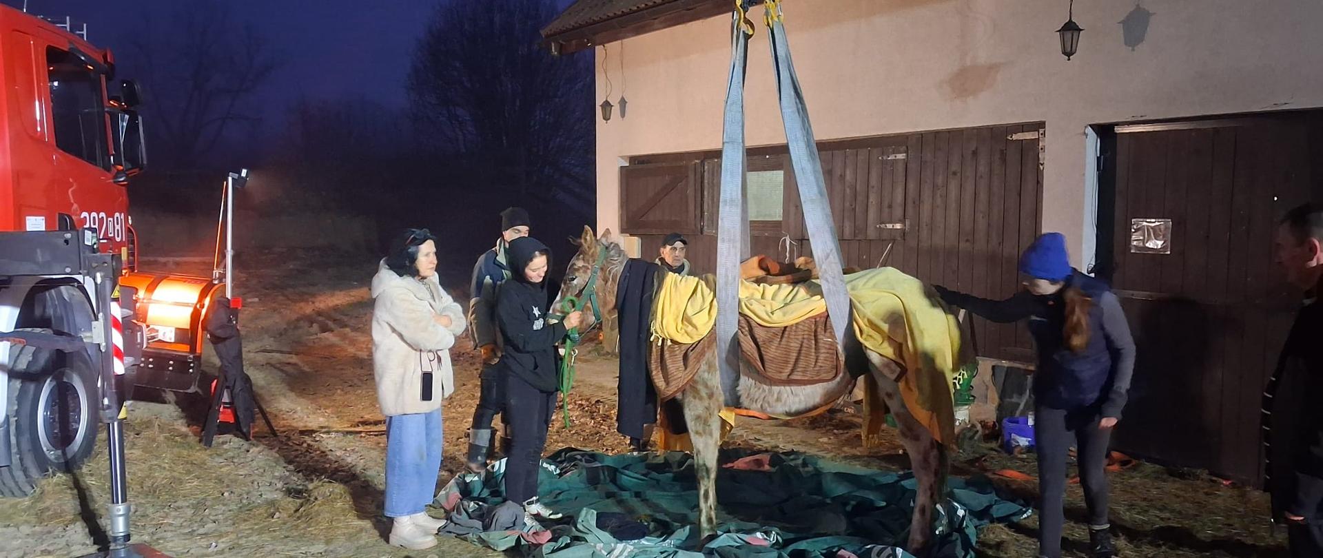 Kluczowy moment akcji – koń został spionizowany i stoi na własnych nogach, choć nadal jest podtrzymywany przez dwa szerokie pasy zwisające z dźwigu. Zwierzę jest osłabione, opatulone kocami. Po lewej stronie stoi czerwony wóz strażacki z włączonymi światłami ostrzegawczymi. Opiekunowie stoją blisko konia, a jedna z osób trzyma go za głowę, kontrolując jego stan.