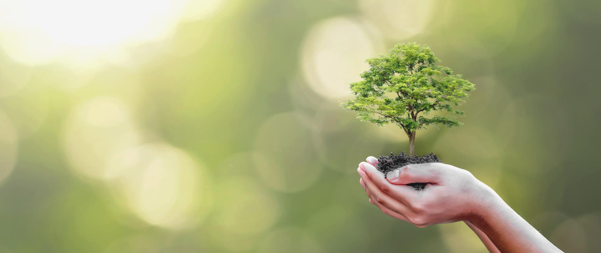 Tree planting on volunteer family's hands for eco friendly and corporate social responsibility campaign concept