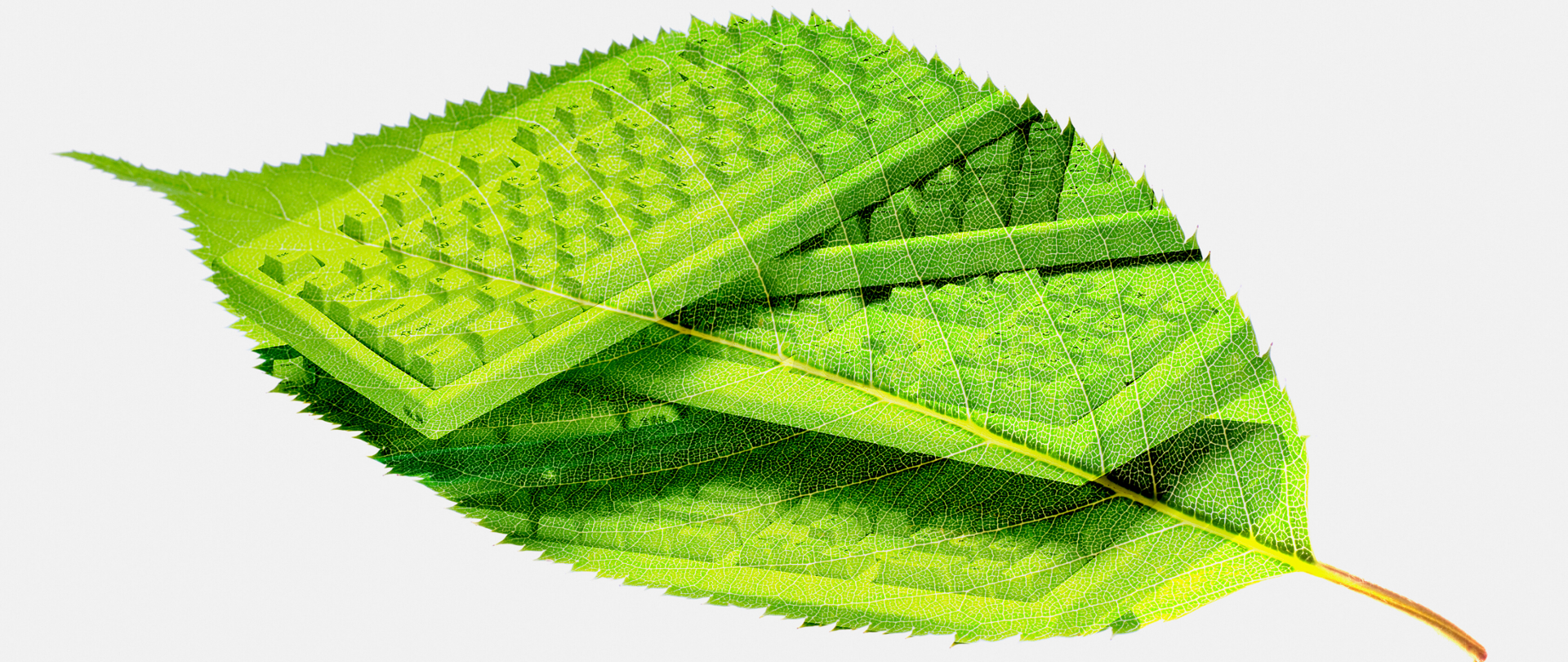 Zielony liść na białym tle. Na liściu widoczne, ułożone jedna na drugiej, klawiatury komputerowe.