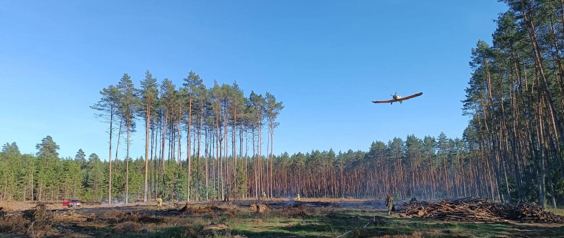 Trawa las samolot gaśniczy drzewa strażacy 