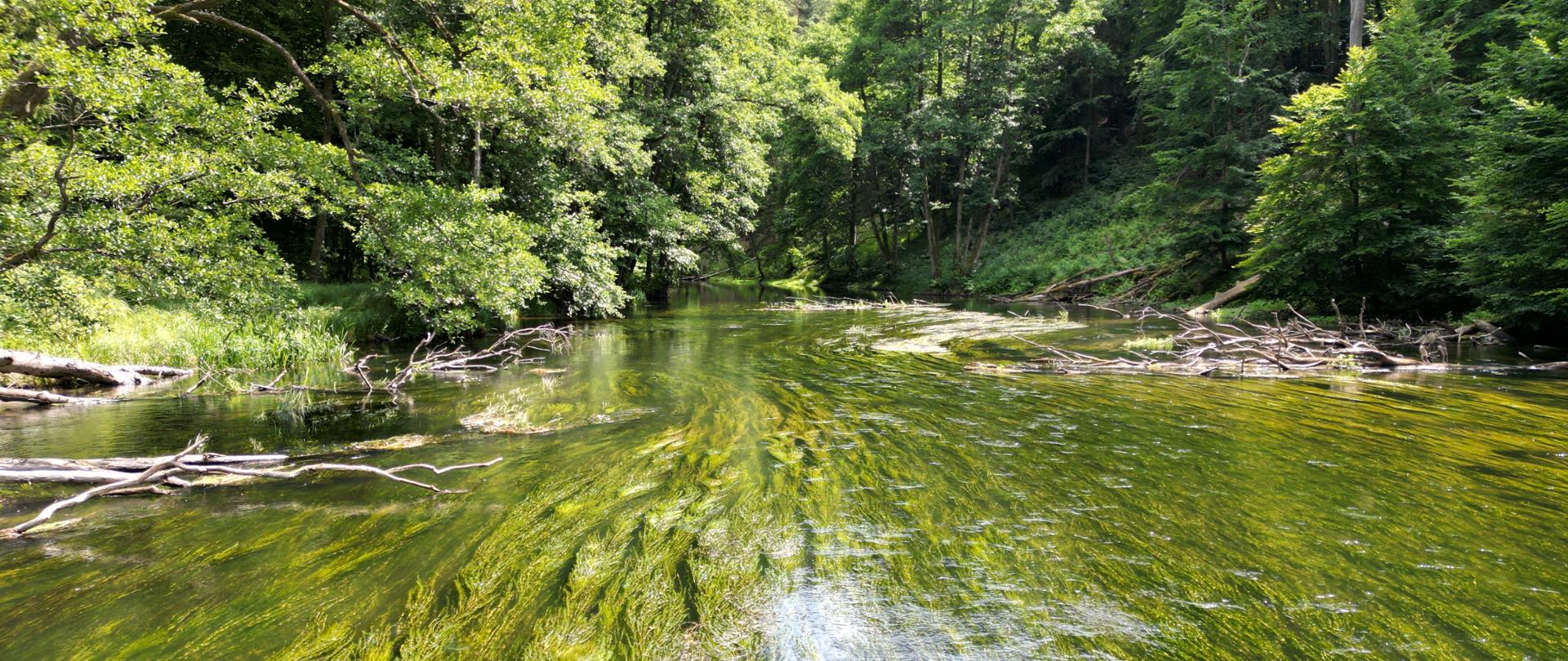 Rzeka Drawa - fot. Marcin Bielatko - Drawieński Park Narodowy 