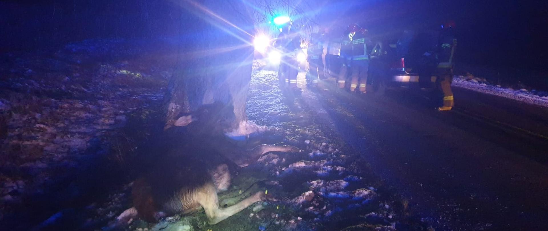 Po lewej stronie, na poboczu drogi znajduje się martwe zwierzę. W dali po prawej stroni, na jezdni znajdują się zgromadzeni do około pojazdu osobowego strażacy. W tle widoczny pojazd pożarniczy.