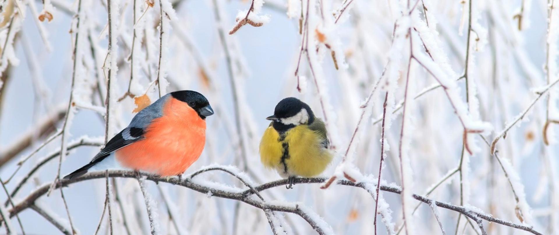 Dwa ptaszki siedzące na opruszonej śniegiem gałązce.