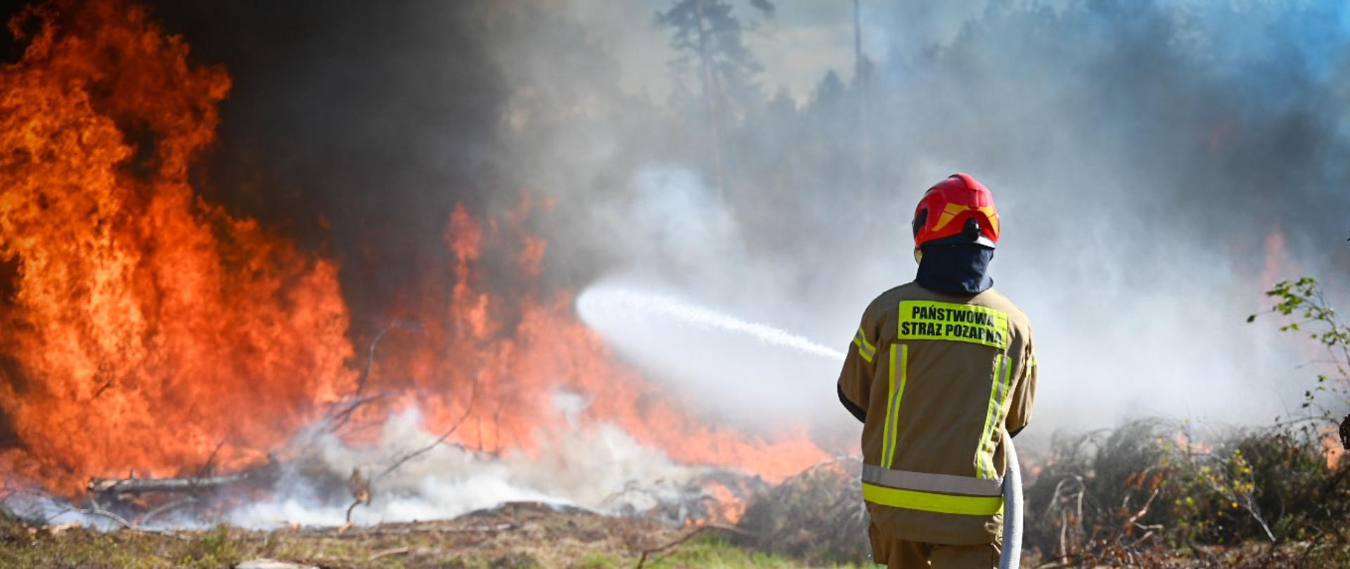 Kadr z tyłu, skupiony na pojedynczym strażaku w beżowym mundurze bojowym z odblaskowymi pasami i jaskrawoczerwonym hełmie na głowie. Stoi on na wykarczowanym, suchym terenie leśnym, pokrytym ściółką i resztkami pni. Ma na plecach czarną naszywkę z żółtym napisem "PAŃSTWOWA STRAŻ POŻARNA". Strażak trzyma wąż gaśniczy, podając silny, biały strumień wody w stronę potężnej ściany ognia, która szaleje w głębi lasu po lewej stronie. Płomienie są wysokie, intensywnie pomarańczowo-czerwone, a ponad nimi unosi się gęsty, ciemny dym, częściowo przysłaniający tło z wysokimi sosnami. Biały wąż strażacki leży na ziemi przed nim. Zdjęcie jest dynamiczne i oddaje trudne warunki akcji. Słoneczne światło miesza się z dymem i blaskiem ognia. W prawym dolnym rogu mały podpis autora.