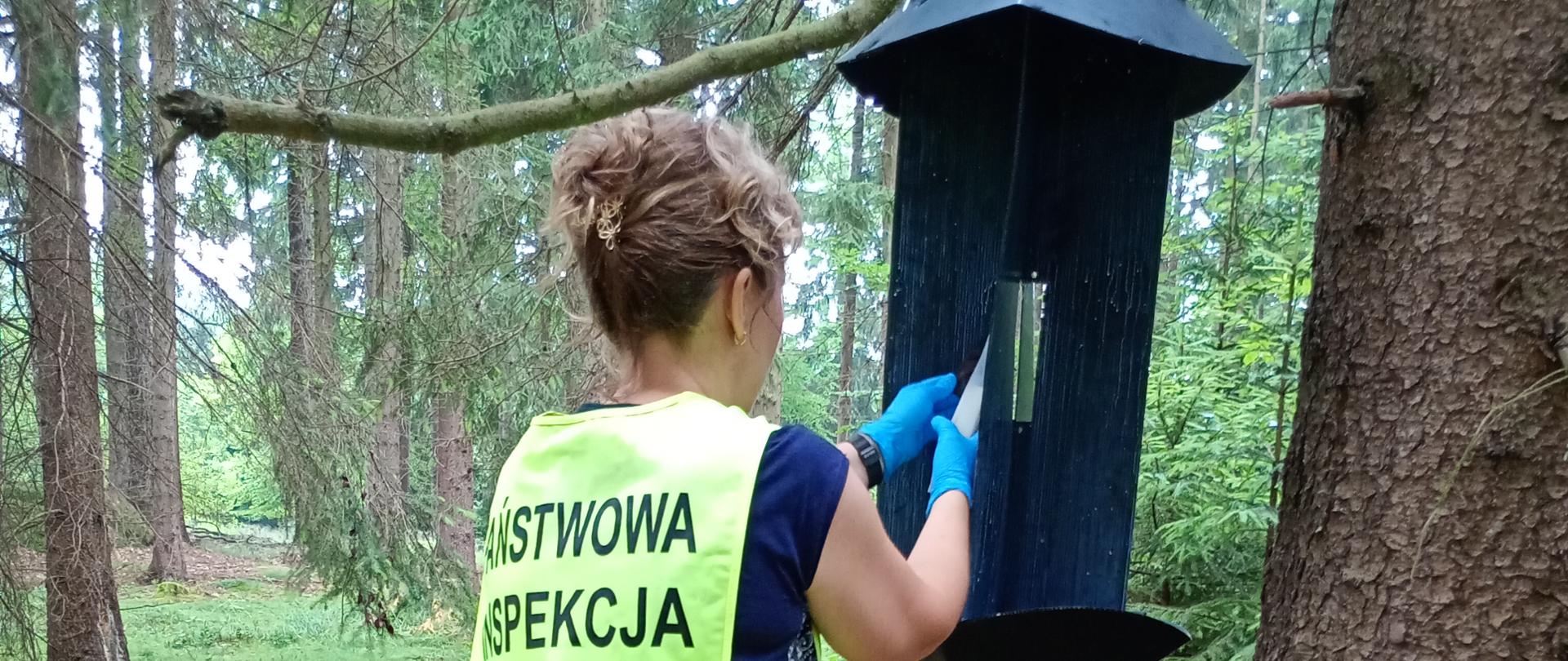 Inspektor sprawdza owady odłowione owady na pułapce zawieszonej na drzewie w lesie
