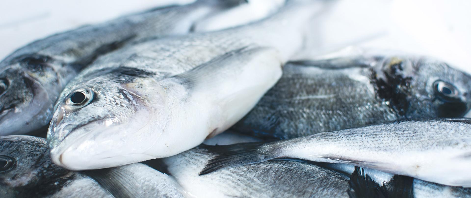 zdjęcie przedstawiające ryby