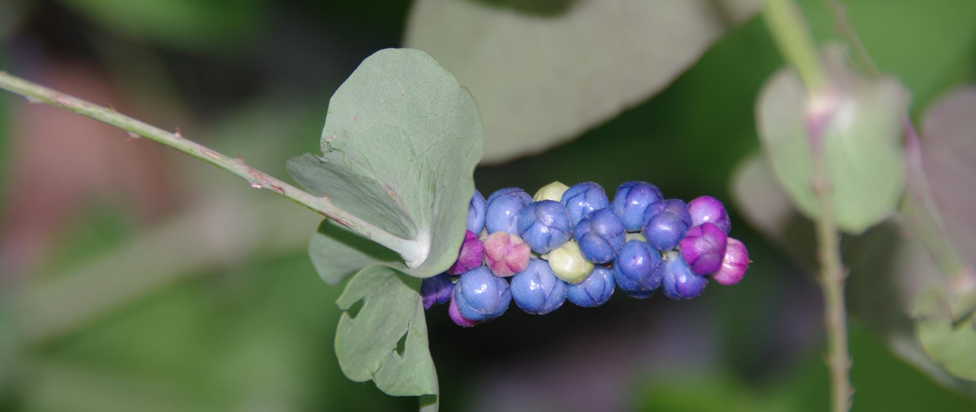 Na zdjeciu pokazane małe niebieskie praz fioletowe kuleczki są to owoce Persicaria perfoliata.