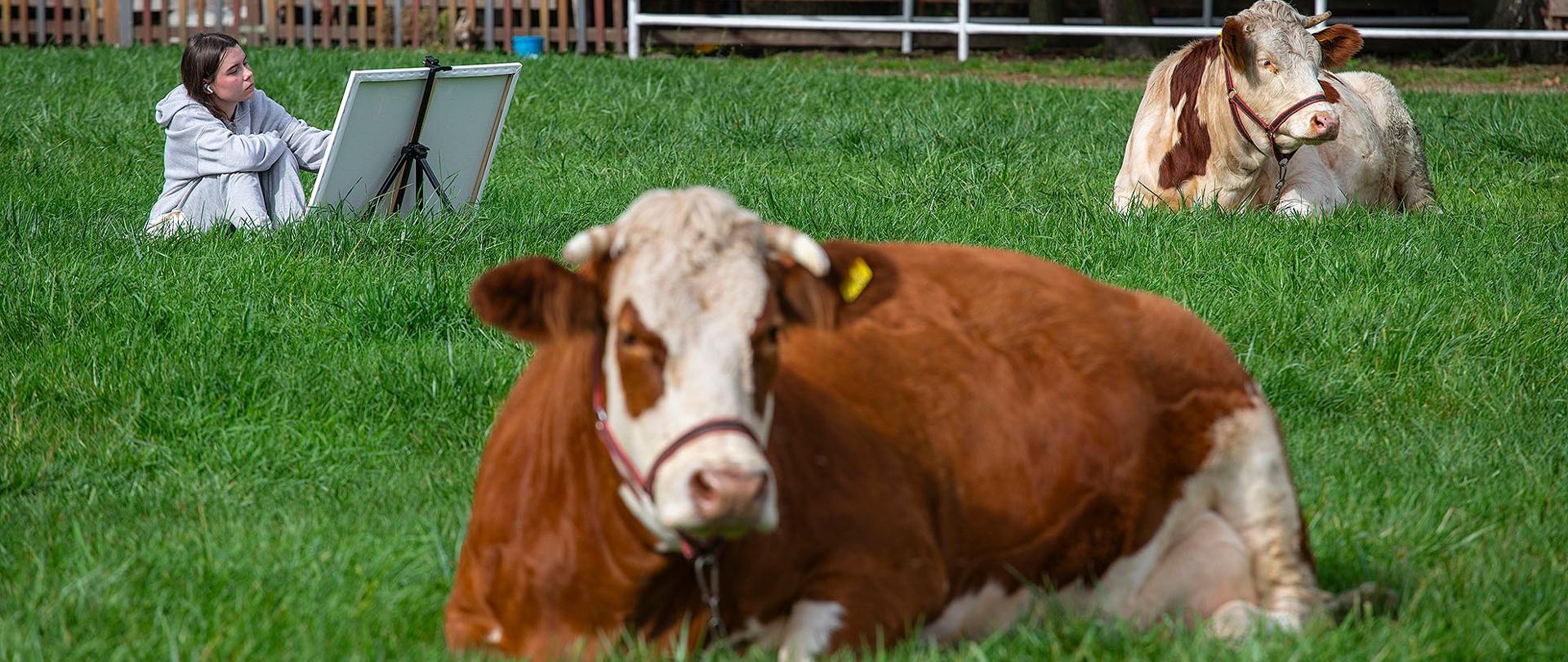 Zdjęcie przedstawia dużą zieloną łąkę. Na pierwszym planie, w pozycji leżącej, znajduje się brązowo-biała krowa. W tle, na trawie, leży druga, biało-brązowa krowa. Z lewej strony kadru, za pierwszą krową, znajduje się osoba, która siedzi na trawie, oparta o sztalugi z płótnem. Osoba ma na sobie jasną bluzę i spodnie. Za nią widać drewniany płot.