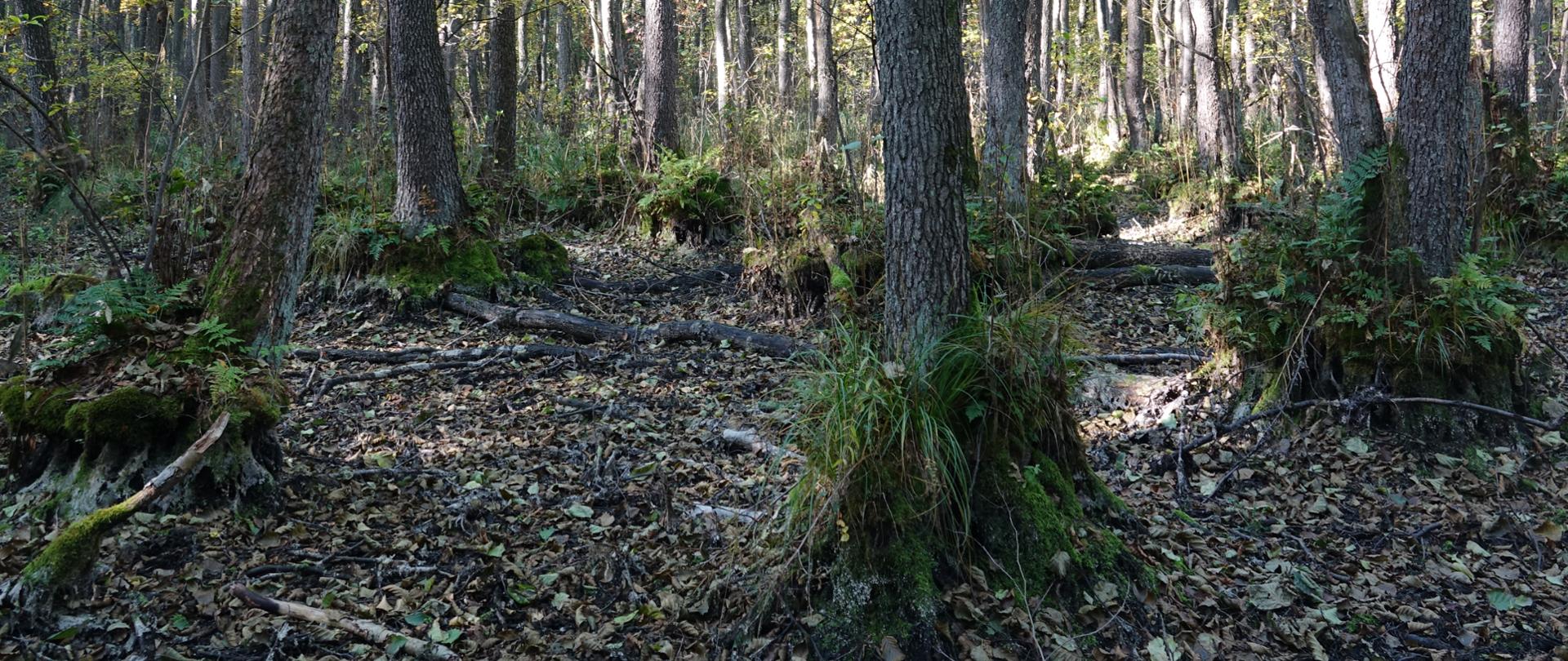 Widok na wyschnięty fragment olsu. Liście, kępy roślinności skupione wokół olszy