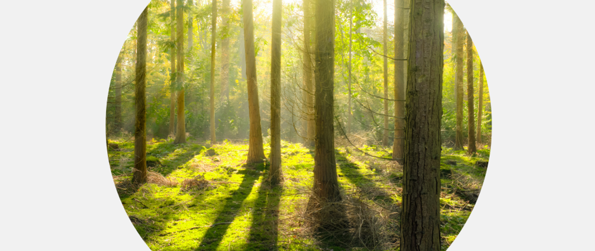 Na zdjęciu widzimy fragment lasu, drzewa w promieniach słońca.