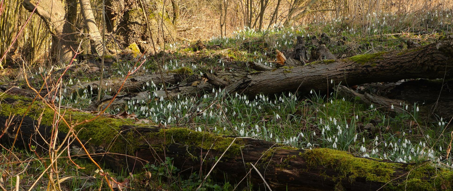 Śnieżyczka przebiśnieg, Rezerwat przyrody Śnieżynka, fot. Dawid Bryliński RDOŚ w Bydgoszczy