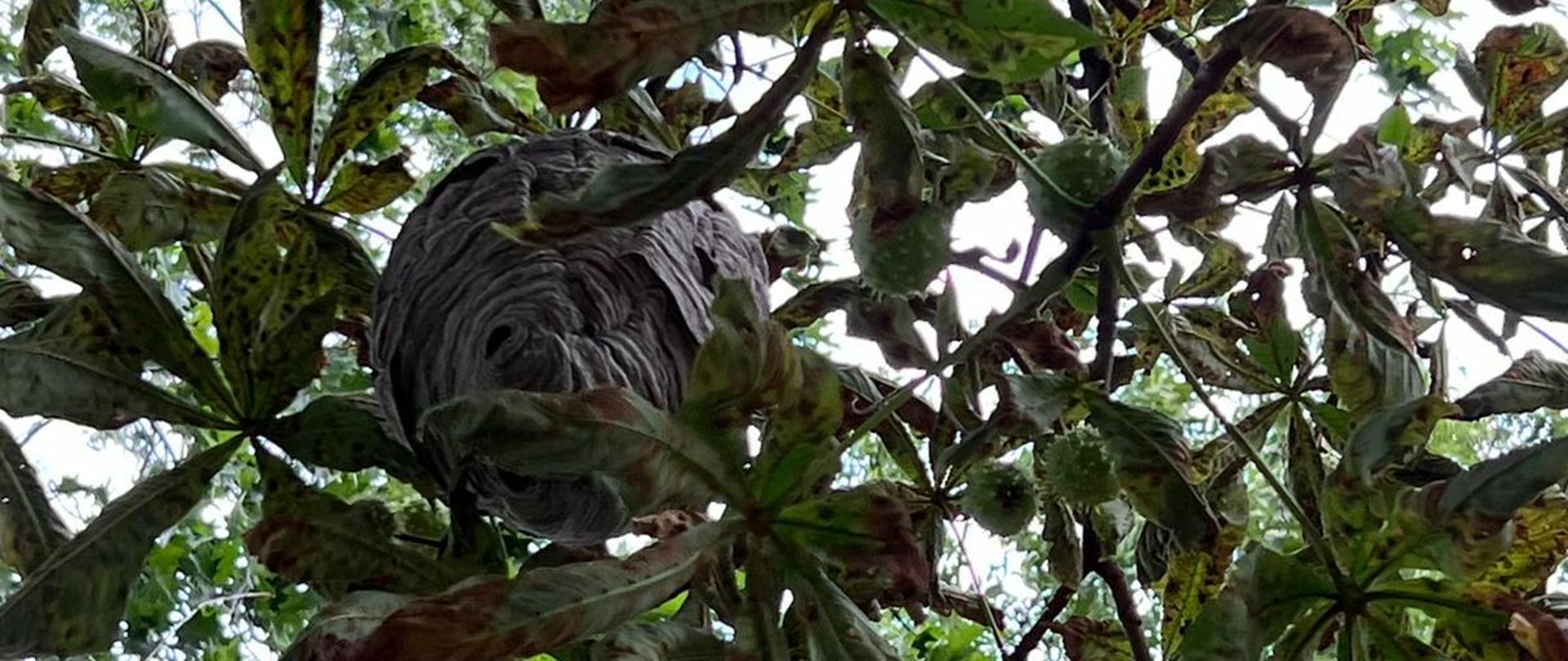 Zdjęcie gniazda owadów błonkoskrzydłych