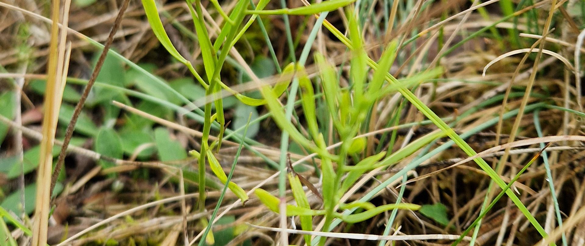 Leniec bezpodkwiatkowy, fot. Weronika Saganowska RDOŚ w Bydgoszczy