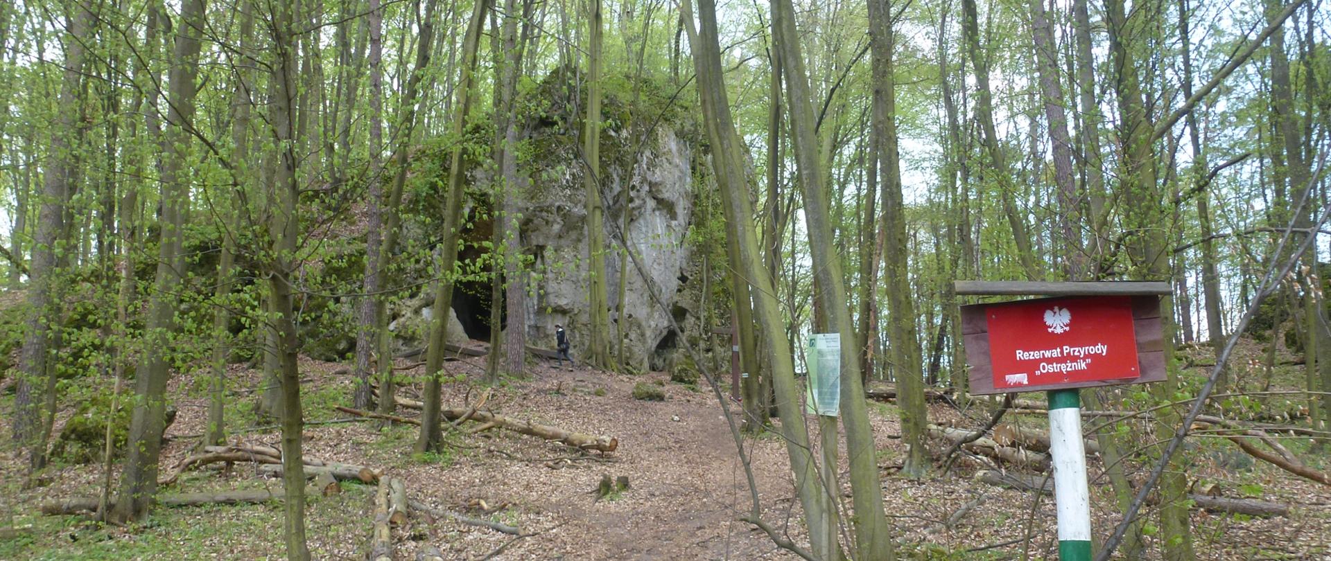 Zdjęcie przedstawia fragment rezerwatu - wapienną skałę otoczoną drzewami