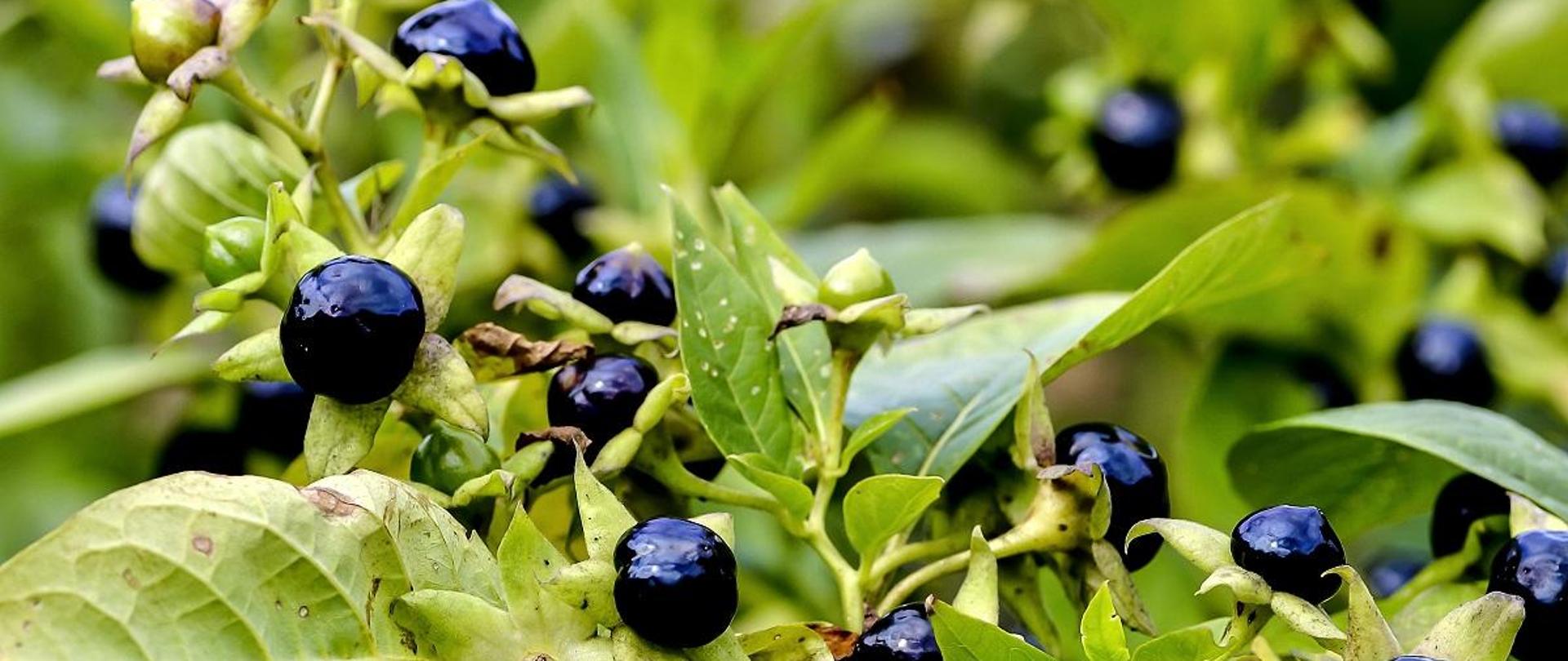 na zdjęciu widoczny jest zielony krzew wilczej jagody, na krzewie rosną czarne jagody