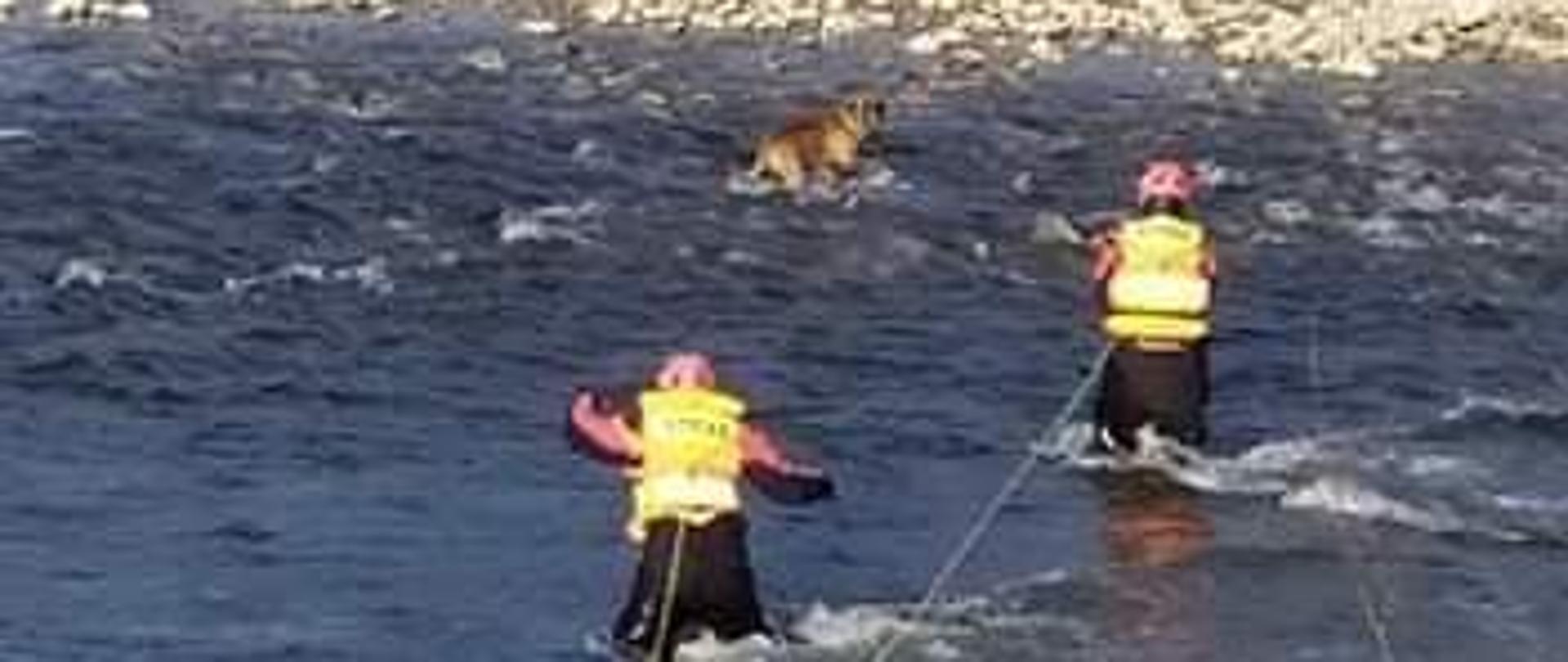 Dwóch strażaków zabezpieczonych w kamizelki oraz linki idzie do psa przebywającego w wodzie w pobliżu wysepki na rzece Poprad
